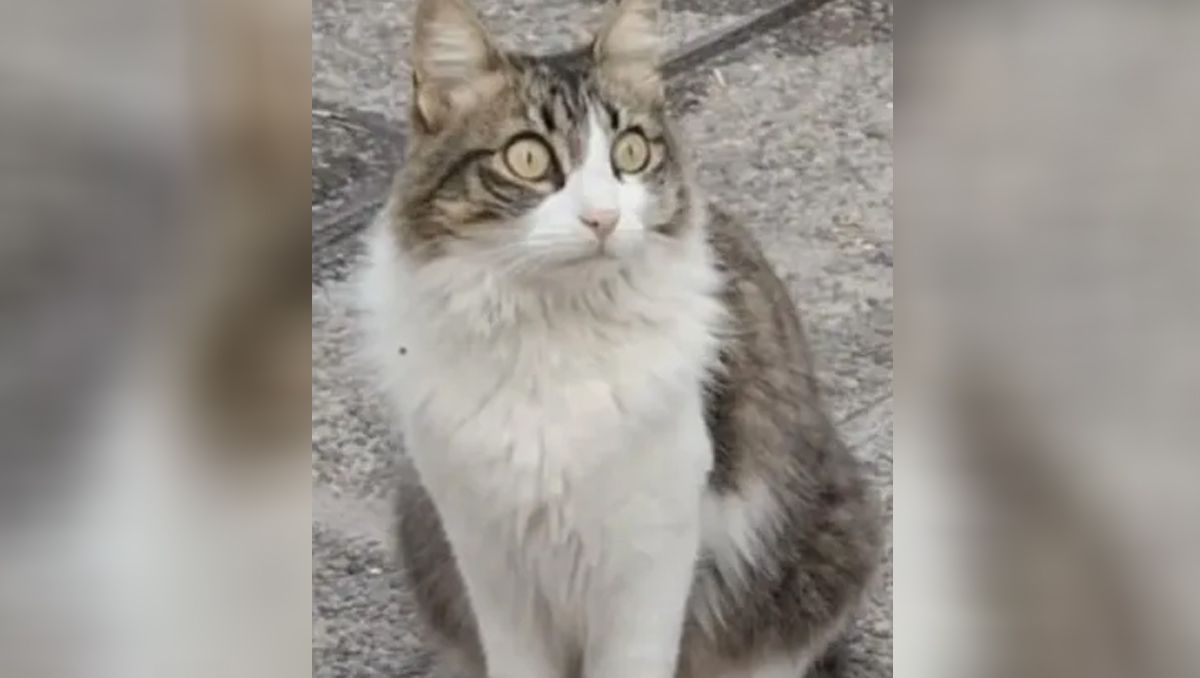 No se salva nadie: se robaron a la gatita de una clínica y las administrativas buscan recuperarla