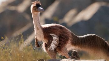 Una reciente investigación reveló nuevos detalles del Bonapartenykus ultimus. Foto: Gentileza.