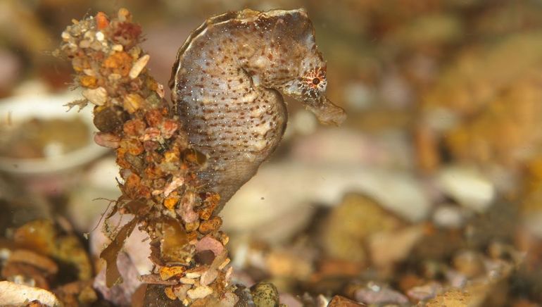 Amarre se llama la obra que Aguayo presentará desde este domingo en Buenos Aires. El protagonista es un caballito de mar que vive al sur de Las Grutas.&nbsp;