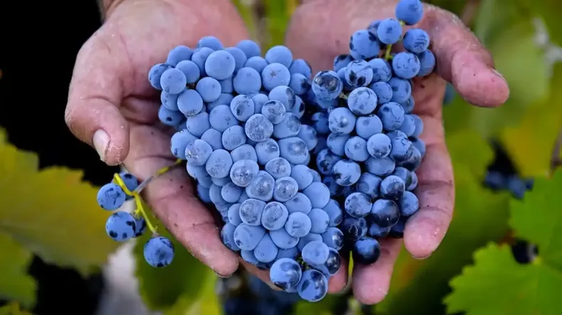 Las lecciones del Monastrell para el futuro sin agua