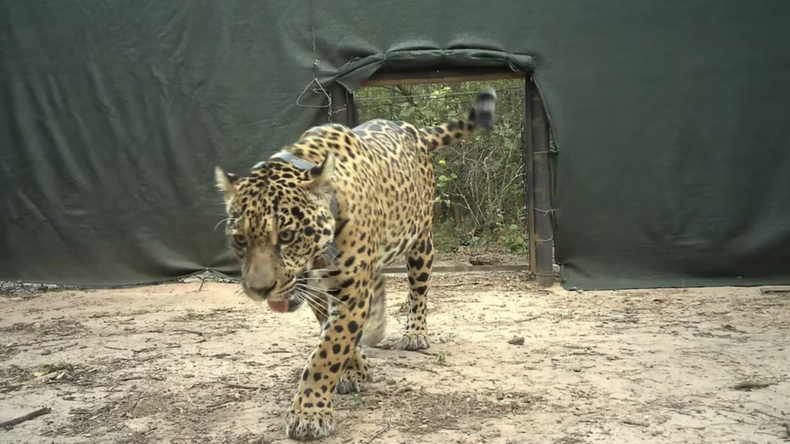 Equipos especializados rastrean el monte chaqueño en un operativo urgente para encontrar al yaguareté desaparecido.