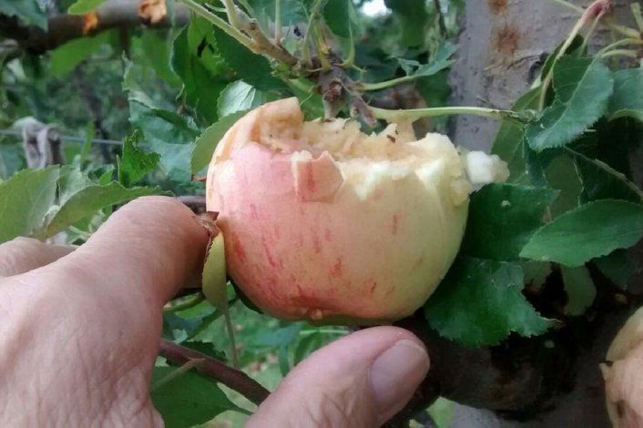 Los productores afectados por el granizo, ya pueden presentar su denuncia de daños