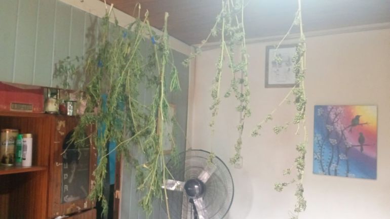 En una de las habitaciones de la casa la policía encontró ramas de marihuana en proceso de secado.&nbsp;