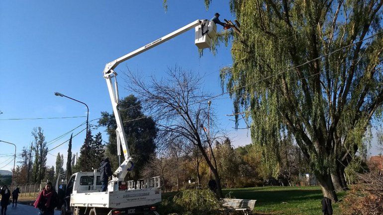 Edersa advirtió a los vecinos por trabajos de poda de árboles