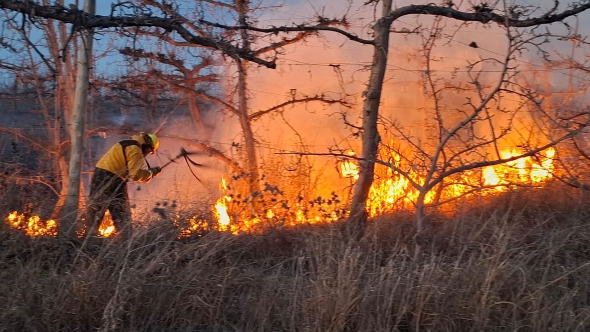 El fuego alcanzó a plantas de pera y manzana, y destruyó más de 100 postes de espalderas.&nbsp;