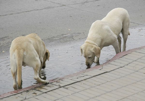 Funbapia festejará  hoy el Día del Animal