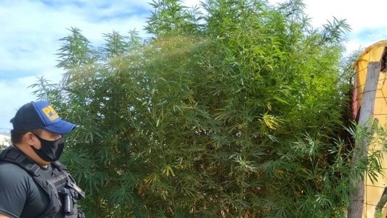 Secuestraron más de 40 plantas de marihuana en Catriel
