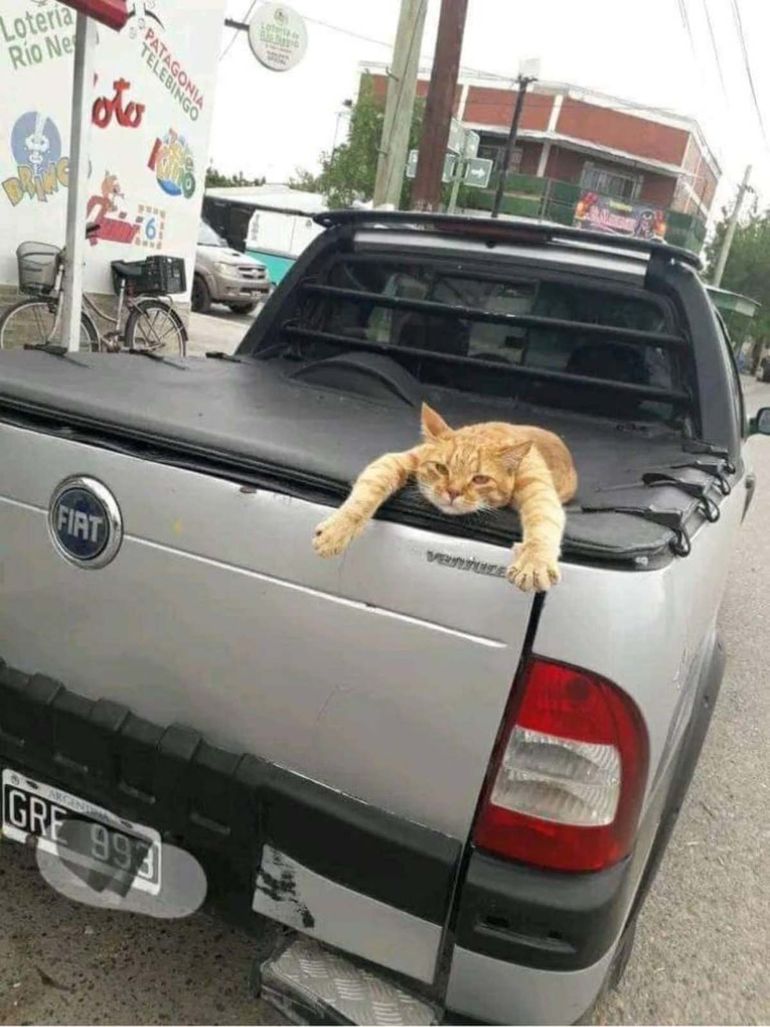 La sorprendente historia de Polo, el gato sensible y travieso al que ama todo Oro