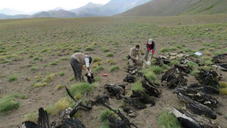 Encontraron 34 cóndores muertos y creen que fueron envenenados