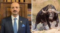 experto cazador murio tras ser embestido por un bufalo