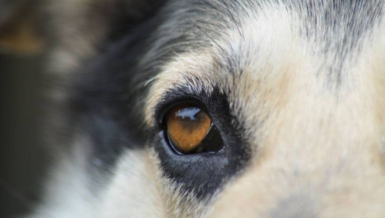 Un hombre de Villa Regina fue denunciado por crueldad animal y deberá pagar una multa de 50 mil pesos. 
