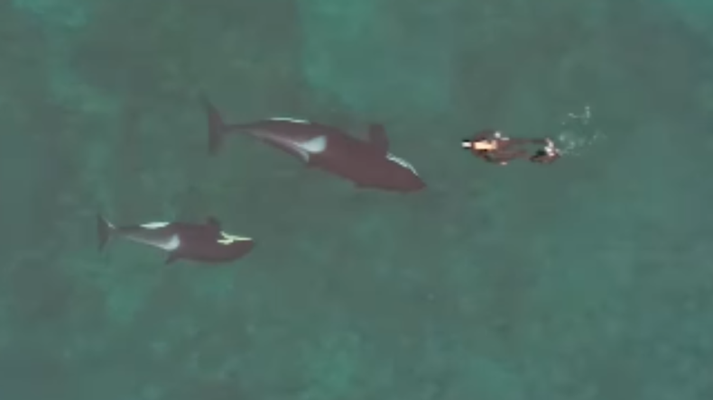 El momento exacto en que Juan Fiscina se topa con una orca y su cría en las aguas de Puerto Madryn, registrado desde el aire.