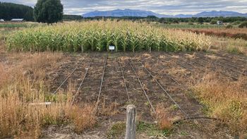 Híbridos desarrollados para climas extremos ya permiten cosechar grano en regiones donde antes era inviable. | LMCipolletti.com Híbridos desarrollados para climas extremos ya permiten cosechar grano en regiones donde antes era inviable.