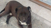 pitbull abandonado ataca ferozmente y siembra el temor en un barrio cipoleno
