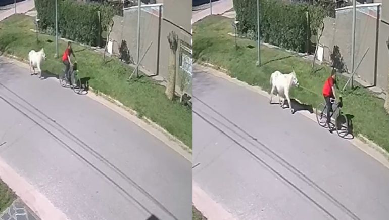 Insólito robo: se llevaron a un poni a tiro en bicicleta