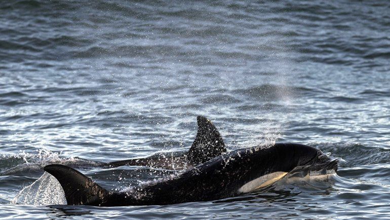 Avistan por primera vez una cría de orcas frente a las costas de Río Negro