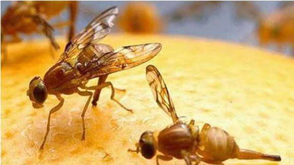 Obrero de la Fruta perdió el oído por culpa de una mosca