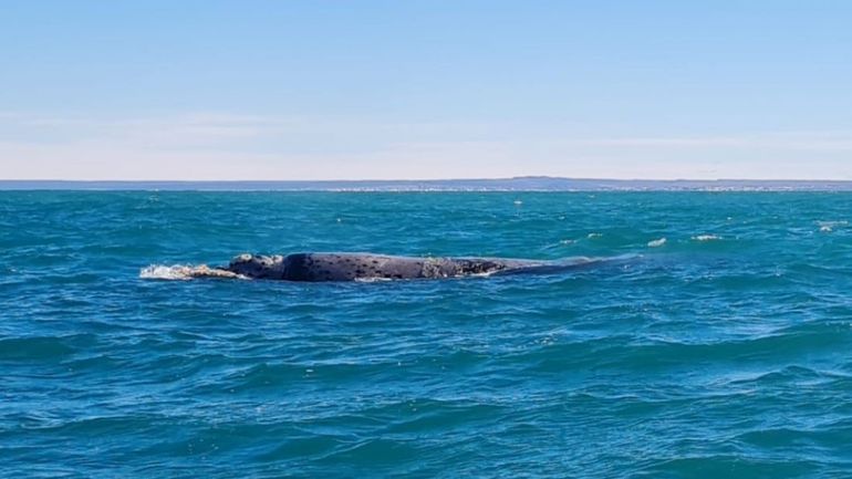 Las ballenas ya deslumbran en la costa atlántica rionegrina