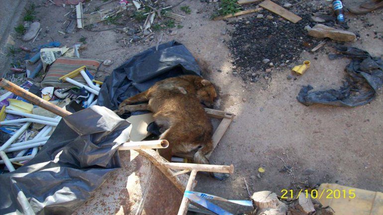 El cadáver del can estuvo dos días sin que lo levanten&nbsp;