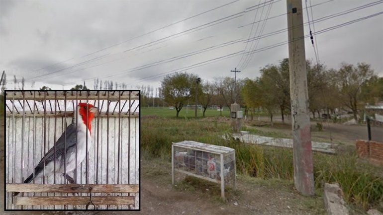 Secuestraron loros habladores y cardenales durante un allanamiento cerca del barrio Anai Mapu