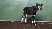conmovedor: nacio un okapi en el zoologico de londres