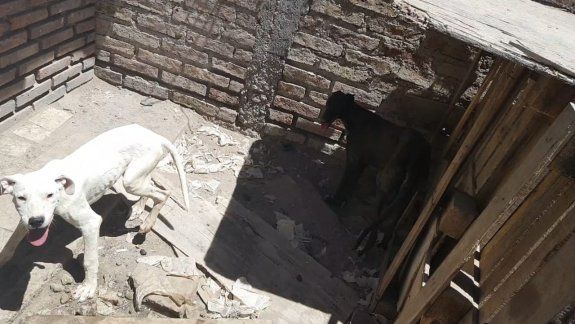Lo acusan por crueldad animal tras hallazgo de galgos desnutridos 