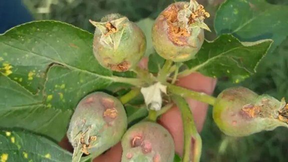 Lanzan planes de pago especiales para productores en emergencia