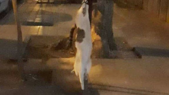 Apareció otro gato asesinado: un pelado