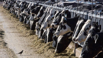 La gripe aviar llegó al ganado vacuno y se detectaron patógenos en la leche.