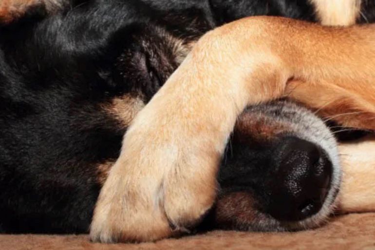El vecino de Cinco Saltos denunciado deberá garantizar que sus perros no escapen de su casa. 
