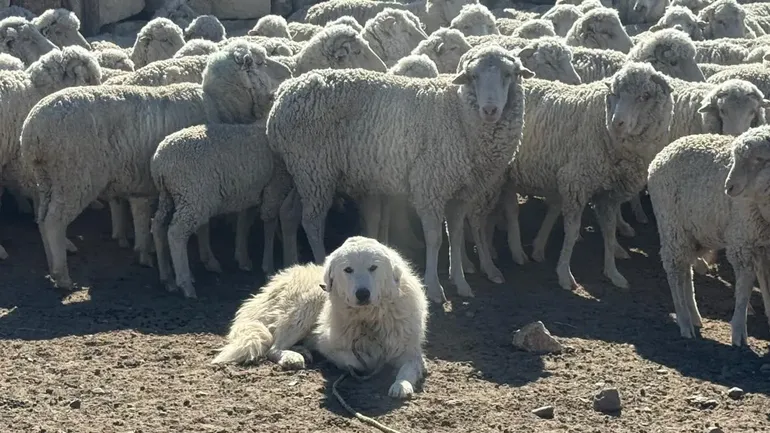 La iniciativa busca otorgar facilidades como líneas de crédito para la adquisición de perros y herramientas de tenencia responsable.