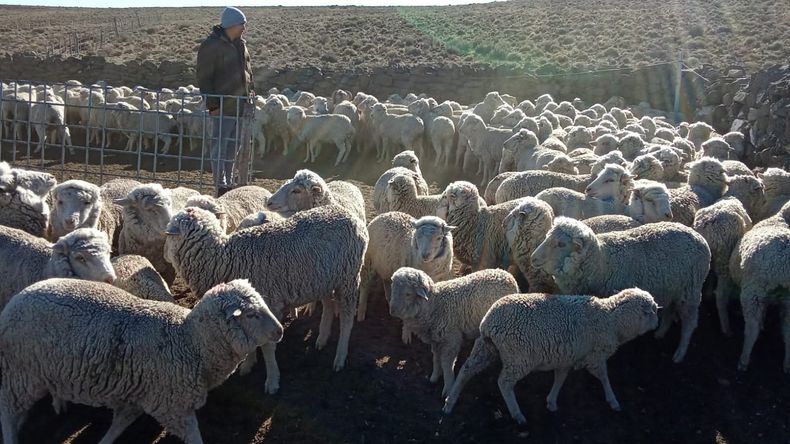 Se eliminó la Ley Ovina: ¿Golpe de gracia  para los pequeños productores de la Patagonia?