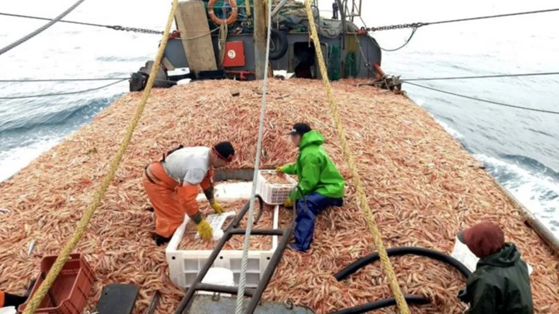 La pesca del langostino representa unos 1.000 millones de pesos en exportaciones anuales.