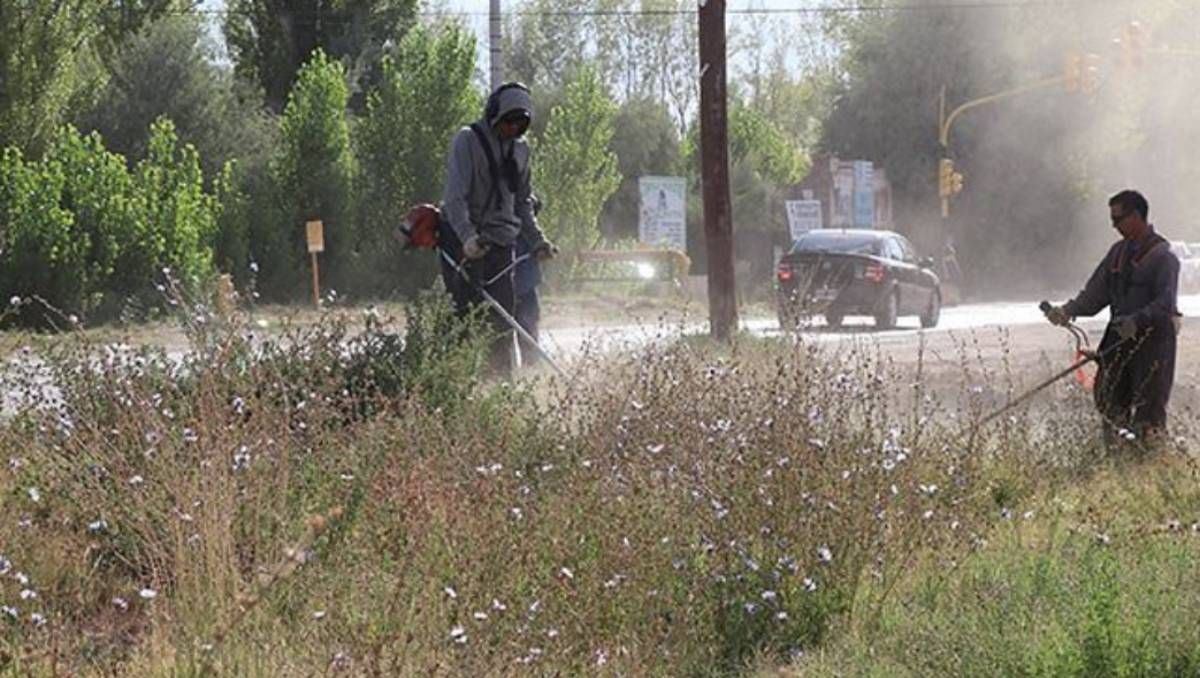 El Municipio de Cipolletti limpia baldíos y, si son terrenos privados, cobra el servicio y una multa a los propietarios.