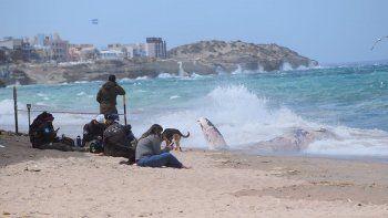 Guardia Ambientales y personal de Prefectura acordonaron el área donde apareció la ballena.&nbsp;