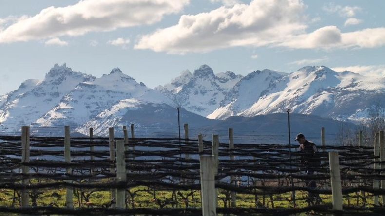 Ubicación clave: El viñedo se encuentra ubicado al lado del ya famoso campo de tulipanes local. | LMCipolletti.com Ubicación clave: El viñedo se encuentra ubicado al lado del ya famoso campo de tulipanes local.