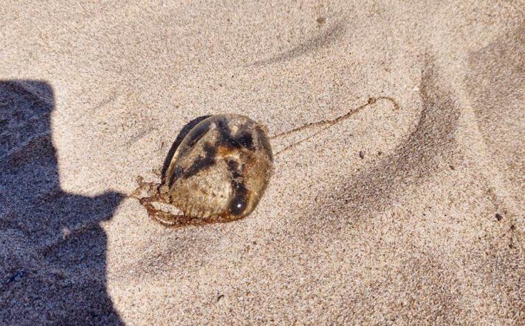 Un día de locos en el hospital grutense debido a la cantidad de gente que pidió asistencia por las picaduras. 