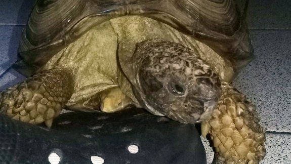 Rompieron el portón de su casa y le robaron la tortuga