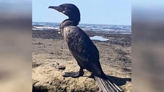 Las Grutas: intentan liberar a un biguá enredado con una tanza