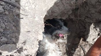 Toni, como lo bautizó la policía que terminó adoptándolo, el perrito de aproximadamente 8 años que fue enterrado vivo en Chubut.