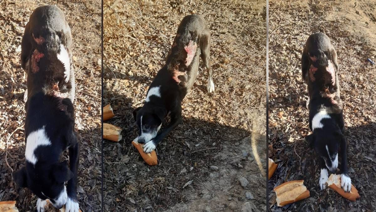 Le tiraron agua hirviendo a simpática perrita que desapareció asustada