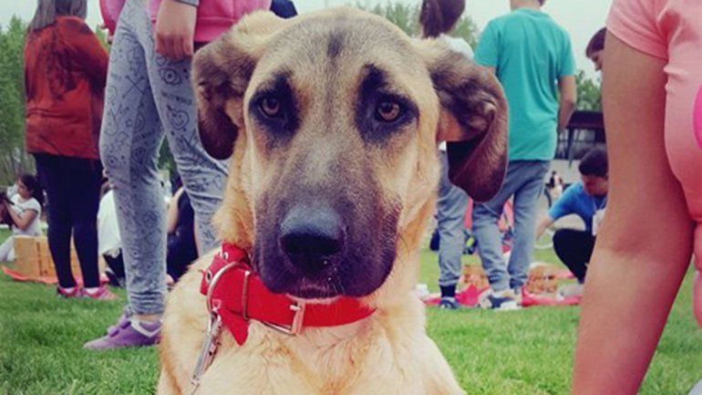 Son muchos los perros que necesitan cariño y un hogar.
