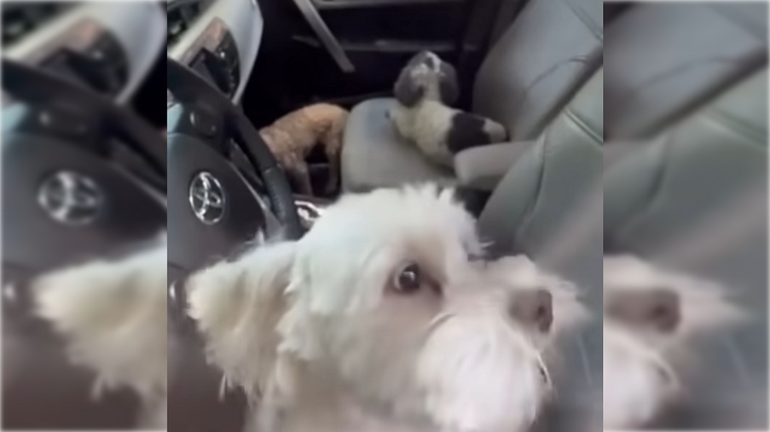 Las mascotas llevaban casi dos horas dentro del rodado hasta que lograron rescatarlos.&nbsp;