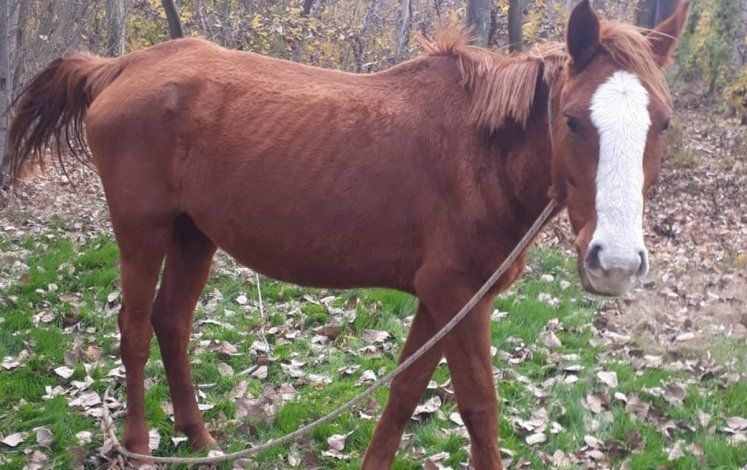 La historia de Gringa, la yegua que paseaba por el Manzanar