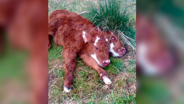 Nació una ternera de dos cabezas en un campo cerca de Bahía Blanca