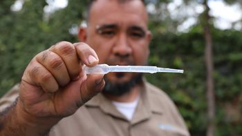 La presencia del mosquito Aedes aegypti generó la activación del protocolo nacional. La presencia del mosquito Aedes aegypti generó la activación del protocolo nacional.