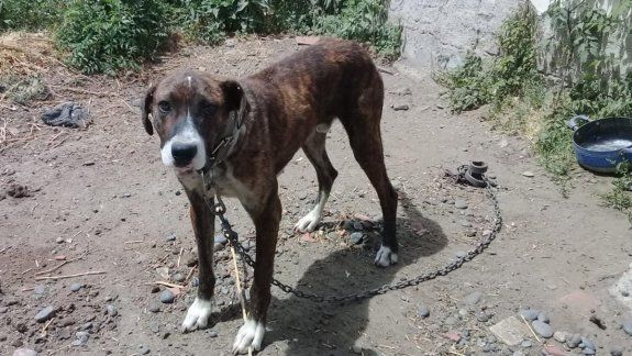 Allanaron una casa y rescataron a un perro que sufría maltrato