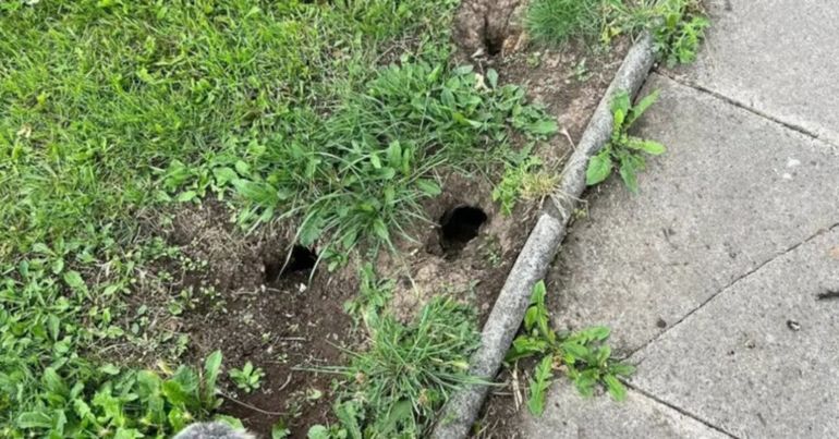 Fotos impactantes: encontraron ratas del tamaño de un gato y temen una plaga