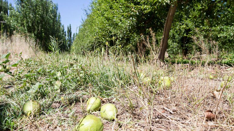 Los chacareros reclaman el fin de las retenciones