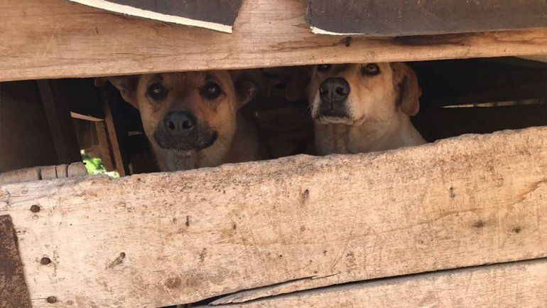Los perros de la Isla Jordán necesitan ayuda para resguardarse del calor